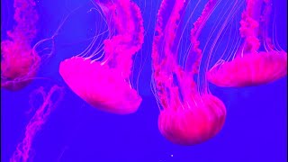 Phylum Cnidaria Part 1 Introduction and Broad Characteristics [upl. by Primo]