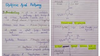 Shikimic acid pathway pharmacognosy  BPharmacy unit 15 sem  Synthesis of amino acid [upl. by Janicki316]