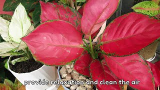 Red Aglaonema  Aglaonema Plant Care [upl. by Aneeuqal899]