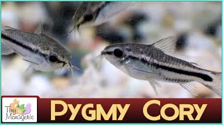 All About Pygmy Corydoras  Perfect Nano Catfish for Smaller Tanks [upl. by Neel]