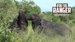 Buffalo Bulls Fighting In Long Grass  African Safari Sighting [upl. by Midan]