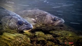 Spawning WalleyesUp Close and Personal [upl. by Bridge]