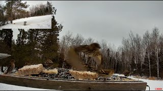 Flurry Of Finches Welcome New 4K Cam  What Kind [upl. by Notlehs]