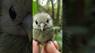 kakapoink cute  baby kakapo [upl. by Joyan]