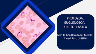 Introducción al estudio de los kinetoplastidos Protozoa Kinetoplastea [upl. by Klayman421]