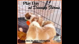 Denning Farms selling Happy Healthy puppies to loving homes denningfarms [upl. by Elrahc]