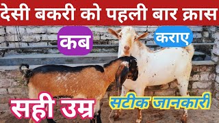 देसी बकरी को पहली बार क्रॉस कब कराए  Black Bengal Bakri Ko Kros Kab Karae cross vnsgoatfarm [upl. by Joellyn]