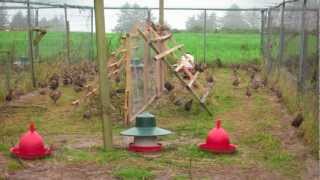 Open top Pheasant release pens [upl. by Gresham]