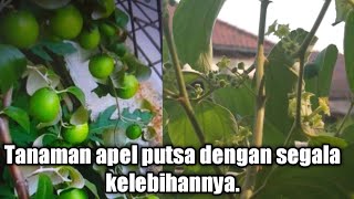 Apel putsa dengan segala kelebihannya [upl. by Ennasil544]