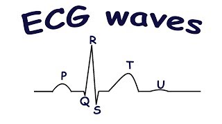 Anatomy amp Physiology Online  Cardiac conduction system and its relationship with ECG [upl. by Dzoba]