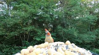 Cardinals Titmice Nuthatch [upl. by Gromme]