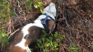 Basset HoundHunting with Lily 1 [upl. by Bernardine]