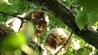 Vroege Vogels  Jonge ransuilen op de camping [upl. by Esinrahc]