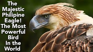 The Philippine Eagle A National Symbol of Strength and Beauty  The Largest Eagle in the World [upl. by Efar]