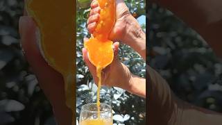 OMG😱so juicy🍊🤤 fruiting satisfying fruit fruitworld fruitcutting amazing realfruit [upl. by Attey]