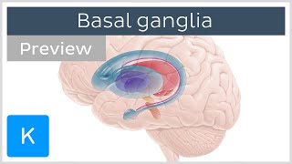 Basal ganglia Pathways and functions preview  Human Neuroanatomy  Kenhub [upl. by Esikram]