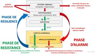 Stress cortisol et adrénaline  laxe hypothalamohypophysocorticosurrénalien axe corticotrope [upl. by Ennasor]