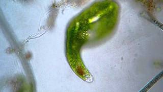 Euglena ehrenbergi  microscope 400x [upl. by Yenoh]