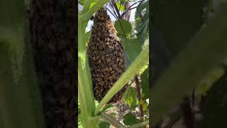 Découvrez le monde fascinant du nid dabeille  une merveille de la nature  insectes [upl. by Sinnej577]