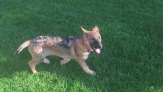 German shepherd puppy potty trained in 3 days [upl. by Anitsrihc]