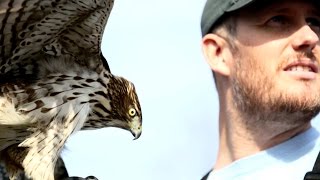 Passage Coopers Hawk Hunting Falconry with Oliver Connor [upl. by Akila]