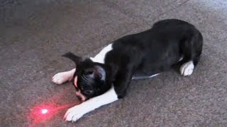 Puppies Chasing Laser Pointers [upl. by Smalley793]