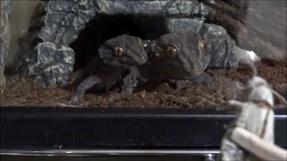 ビブロンゲッコー達の食事風景 Bibron Gecko Feeding [upl. by Hgielar]