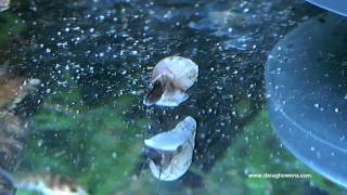 Corydoras Fry Feeding [upl. by Wearing96]