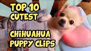 TOP 10 CUTEST CHIHUAHUA CLIPS OF ALL TIME [upl. by Camfort]