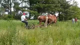 Tillers International Farming with Oxen and Horses Class [upl. by Mendoza]