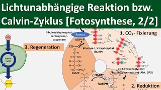 Lichtunabhängige Reaktion  CalvinZyklus  Dunkelreaktion Fotosynthese 22 BiologieOberstufe [upl. by Yhpos226]