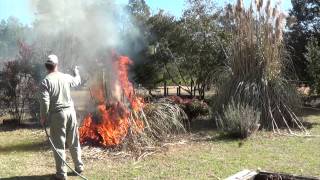 Safely Burn or Trim Pampas Grass How To Clean up Pampas Grass part I [upl. by Nowad]