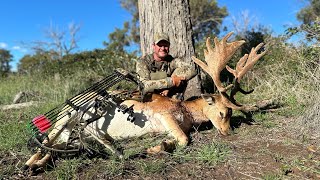 Big Velvet Fallow buck [upl. by Uel]