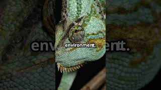 Amazing Chameleon Facts You Didnt Know [upl. by Kathi]