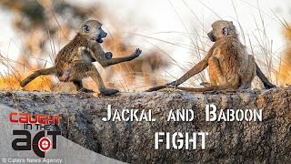 Jackal and Baboon fight over food  Caught in the Act [upl. by Ssor479]