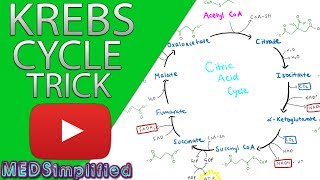 Krebs Cylcle Trick How to remember krebs cycle FOREVER [upl. by Ekud]