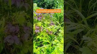 Jatropha gosypiifoliajungli erand biology plants plantseries education knowledge shorts [upl. by Rhiana556]