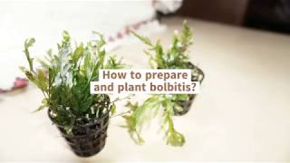 Bolbitis plant preparation amp planting guide [upl. by Oibesue241]