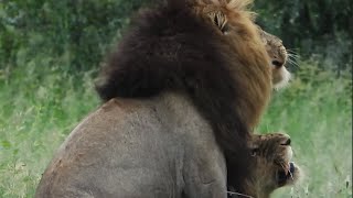 Male Lions Mating at Kruger National Park  Kruger Park Sightings [upl. by Nowyt375]