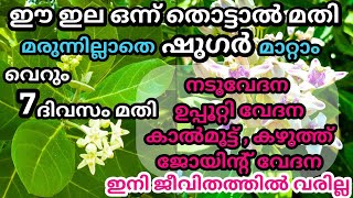 ഈ ചെടിയുടെ ഒരു ഇല മാത്രം മതി മരുന്നില്ലാതെ പ്രമേഹം മാറ്റാം ശരീരത്തിലെ എല്ലാതരം വേദനകളും ഇല്ലാതാക്കാം [upl. by Burnie]