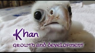 Khan the Saker Falcon  Growth And Development [upl. by Niple141]