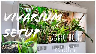 Bioactive Vivarium setup  Gastropholis prasina [upl. by Skipp122]