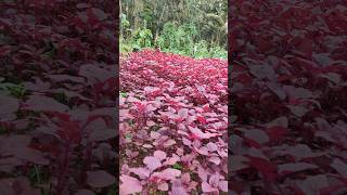 ஊடுபயிர் வாழை கீரை பயறு விவசாயம்Intercropping banana spinach lentil farming agriculture farming [upl. by Adnale335]