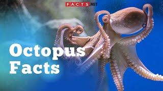 Crazy True Octopus Facts About The EightLegged Sea Creature [upl. by Xever]