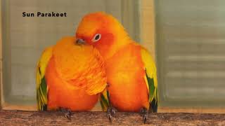 Sun Parakeets groom eachother [upl. by Duffy]