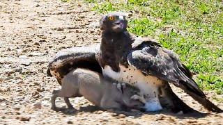 Eagle Catches amp Fights Baby Warthog in Road [upl. by Mireille]