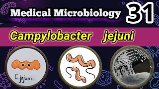 Campylobacter jejuni Food poisoning bacteria شرح بالعربي [upl. by Brockie]