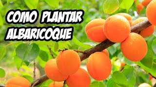 COMO PLANTAR UN ALBARICOQUE CON ÉXITO 🍑  Paso a Paso  La Huerta de Ivan [upl. by Avruch]