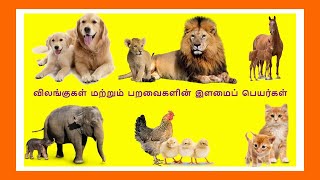 விலங்குகளின் இளமைப் பெயர்கள்animals namesvilangugalin elamai peyargal [upl. by Eelyahs]