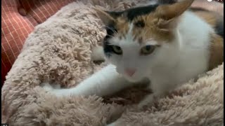 Kneading for the right spot Cat ASMR [upl. by Laon606]